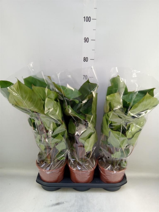 <h4>Homalomena rubescens 'Maggy'</h4>