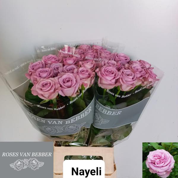 <h4>R GR NAYELI!</h4>