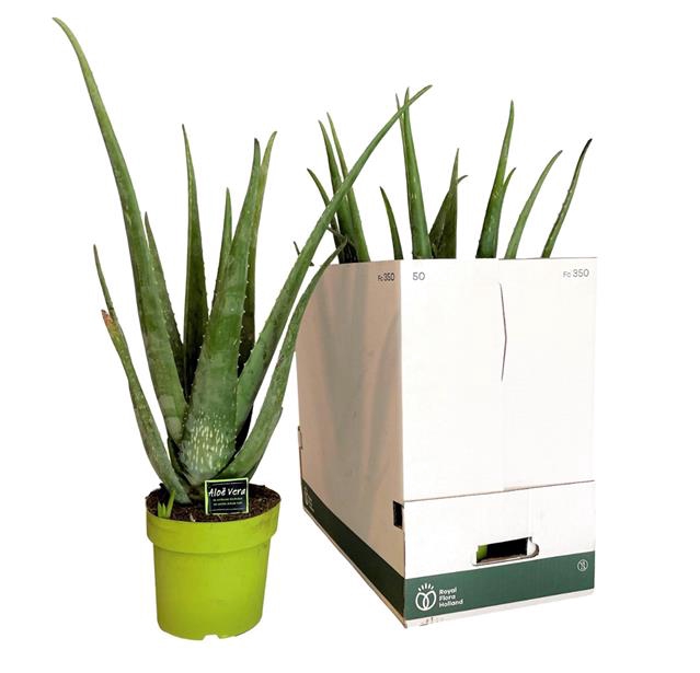 <h4>ALOE VERA</h4>