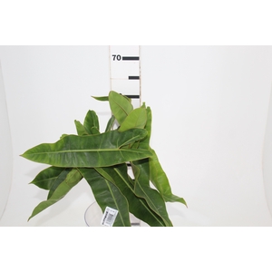 FOLHAGEM PHILODENDRON BILLIETIAE 040 CM
