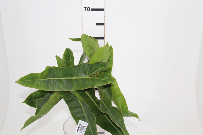<h4>FOLHAGEM PHILODENDRON BILLIETIAE 040 CM</h4>