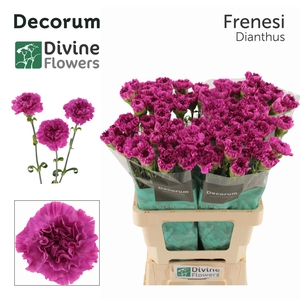 Di St Frenesi