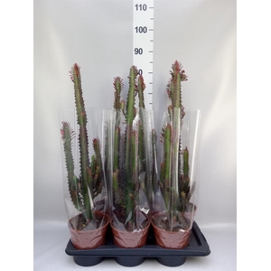 Euphorbia trigona 'Rubra'