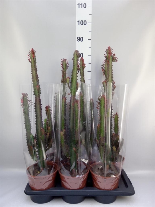 <h4>Euphorbia trigona 'Rubra'</h4>