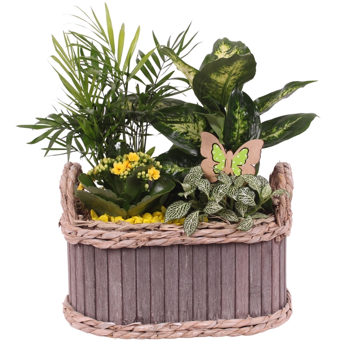 <h4>Opm Summer Arr. Indoor Wooden Waterhyacinth Rim</h4>