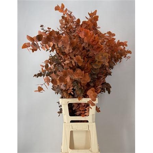 Dr Stab Stuart Orange Xxl Matt Arancione