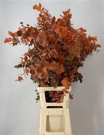 <h4>Dr Stab Stuart Orange Xxl Matt Arancione</h4>