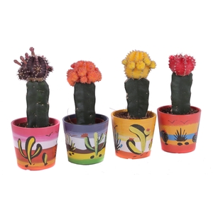 Cactus geent 8,5 cm in mexico sierpot