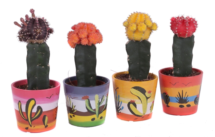 <h4>Cactus geent 8,5 cm in mexico sierpot</h4>
