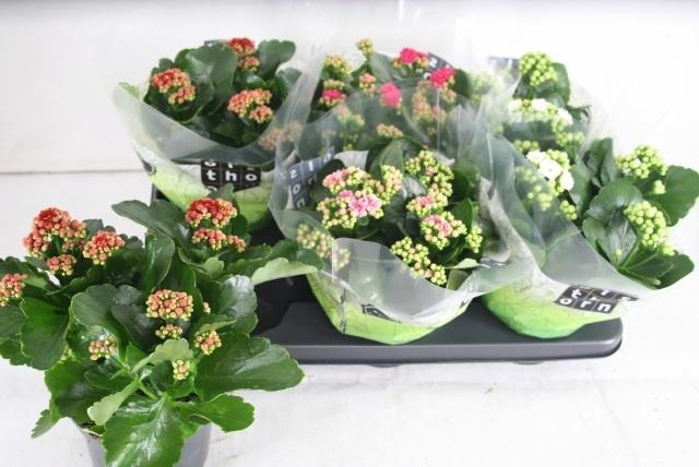 <h4>KAL GE GEM 4 KL</h4>