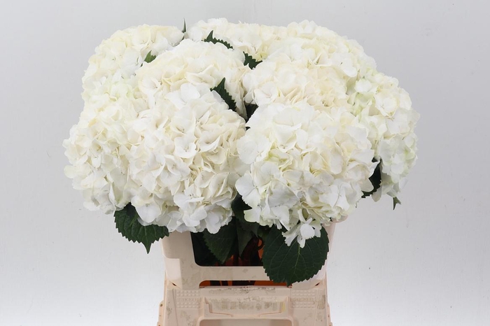 <h4>Hydr M My Akito</h4>