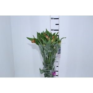 ALSTROEMERIA MOTION 080 CM LARANJA