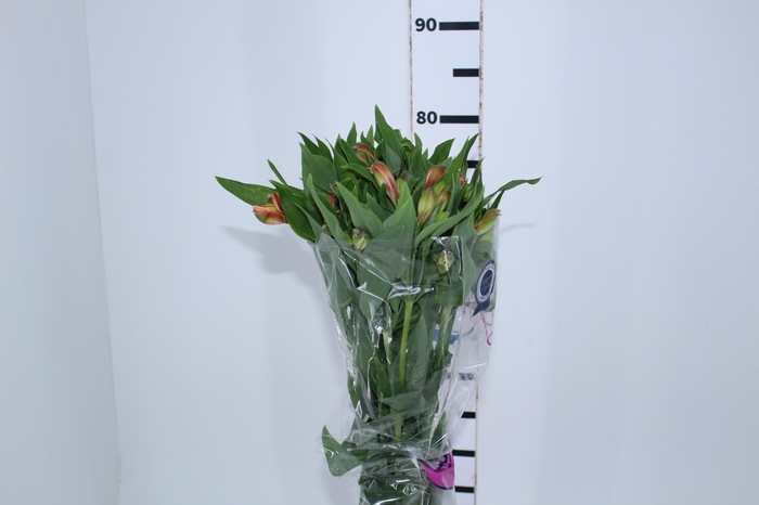 ALSTROEMERIA MOTION 080 CM LARANJA