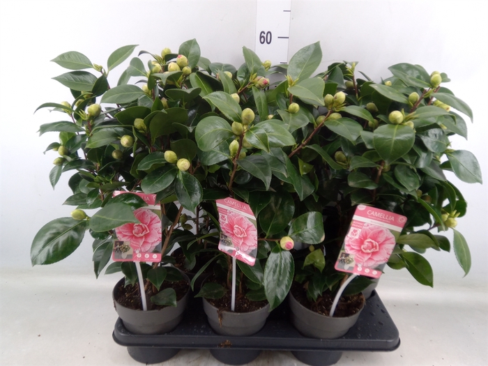 <h4>Camellia japonica</h4>