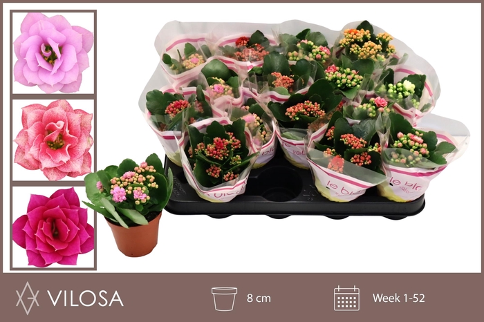 <h4>KAL GE GEM 5 KL</h4>