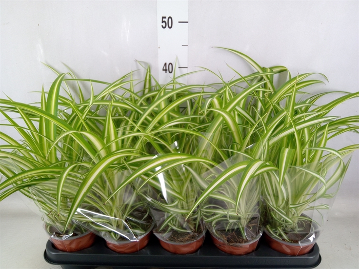 <h4>Chlorophytum com. 'Variegatum'</h4>