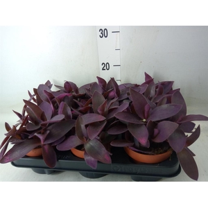 Tradescantia   ...