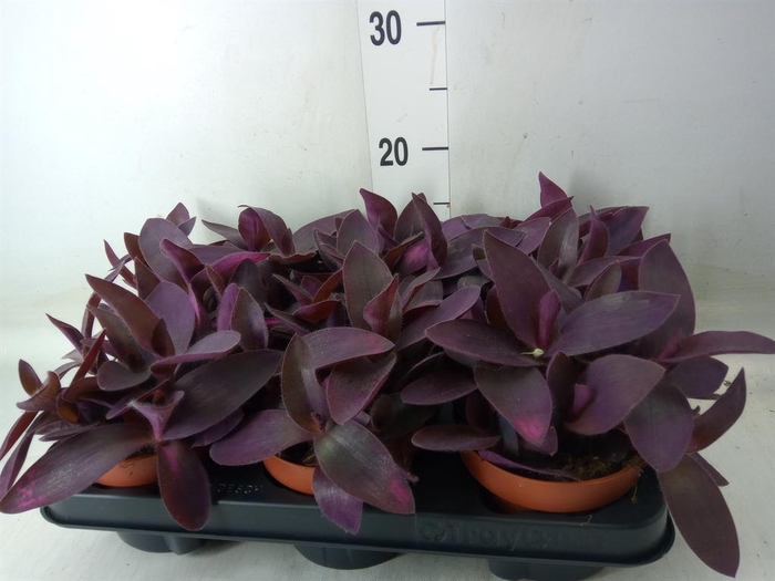 <h4>Tradescantia ...</h4>