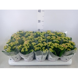 Kalanchoe  'MoreFlow Lillian'