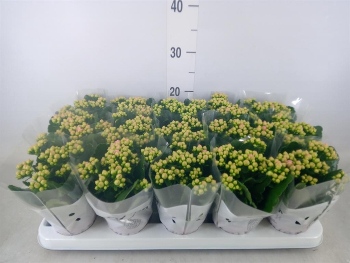 <h4>Kalanchoe  'MoreFlow Lillian'</h4>