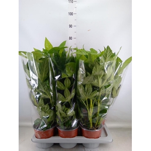 Fatsia japonica   ...