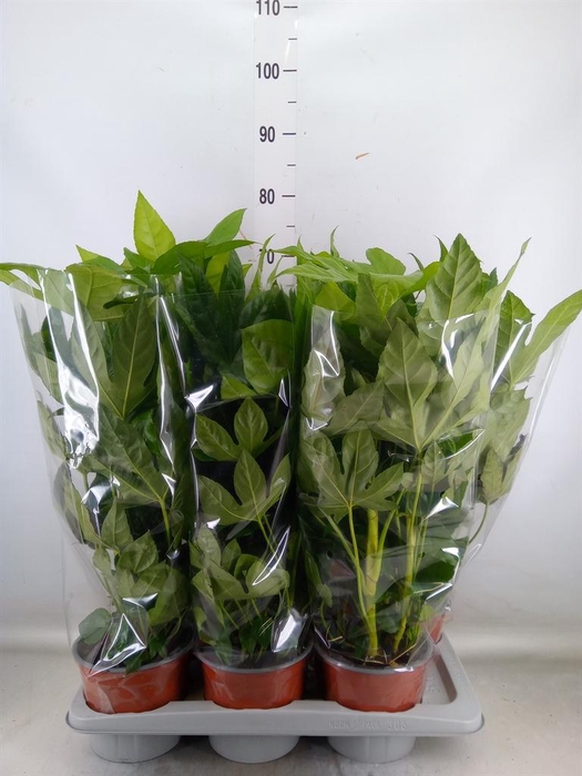 <h4>Fatsia japonica   ...</h4>