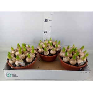 Hyacinthus orie. 'Pearl White'