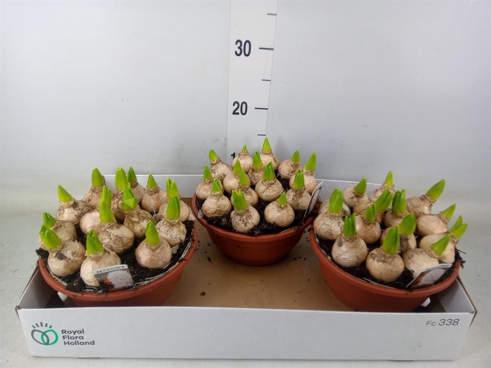 <h4>Hyacinthus orie. 'Pearl White'</h4>