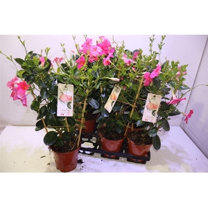 arr8 Mande Sun Early Pink