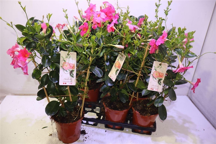<h4>arr8 Mande Sun Early Pink</h4>