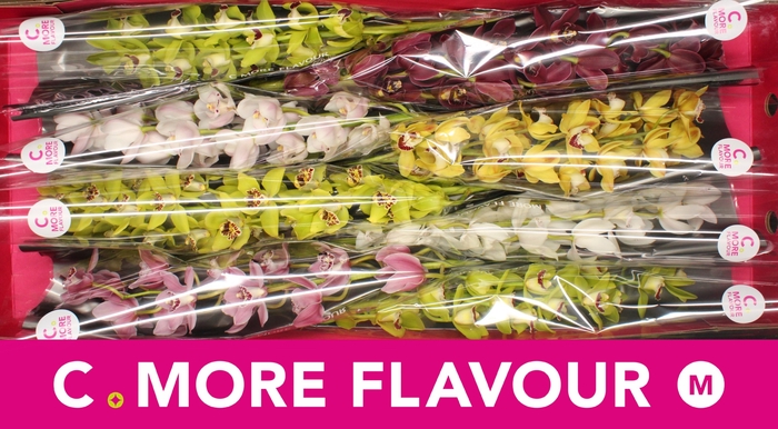 <h4>CYMB MI GEM</h4>