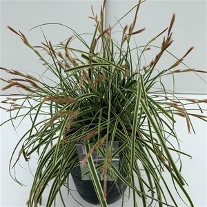 Carex 'Evercream'