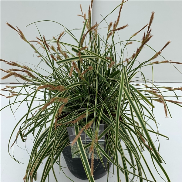 <h4>Carex 'Evercream'</h4>