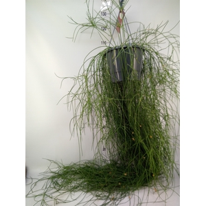 Rhipsalis floccosa