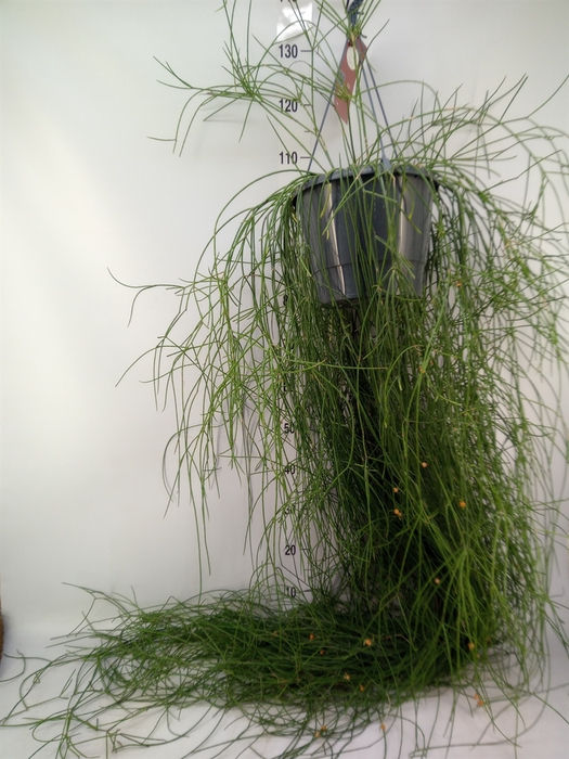 <h4>Rhipsalis floccosa</h4>