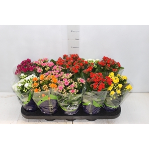 KALANCHOE DOBRADO P11