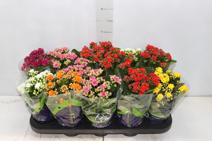 <h4>KALANCHOE DOBRADO P11</h4>