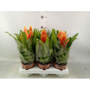 Vriesea  'Intenso Apricot'