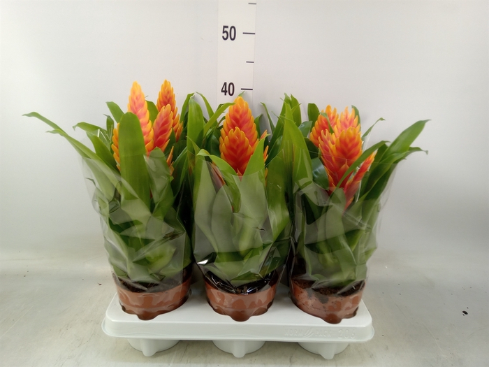 <h4>Vriesea  'Intenso Apricot'</h4>