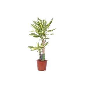 Dracaena Yellow Coast, 17 cm pot