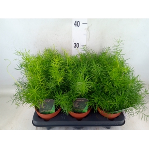 Asparagus dens. 'Mazeppa'