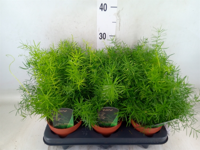 <h4>Asparagus dens. 'Mazeppa'</h4>