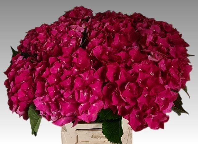 <h4>HYDR M CH MON AMOUR</h4>