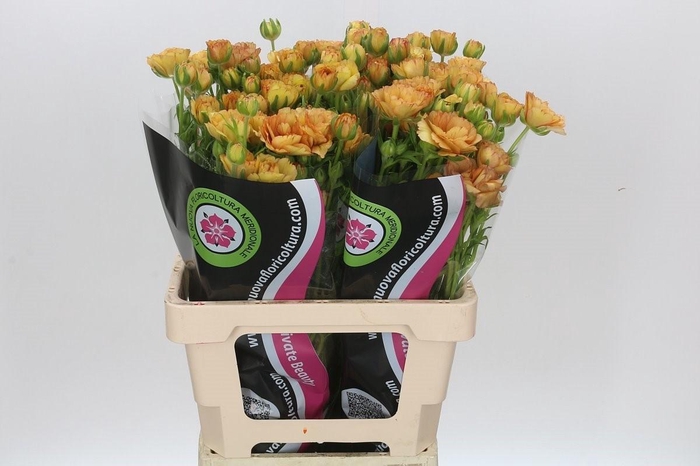 <h4>Ran Moderna Miele</h4>