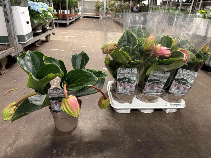 Medin Candy 3 Flower