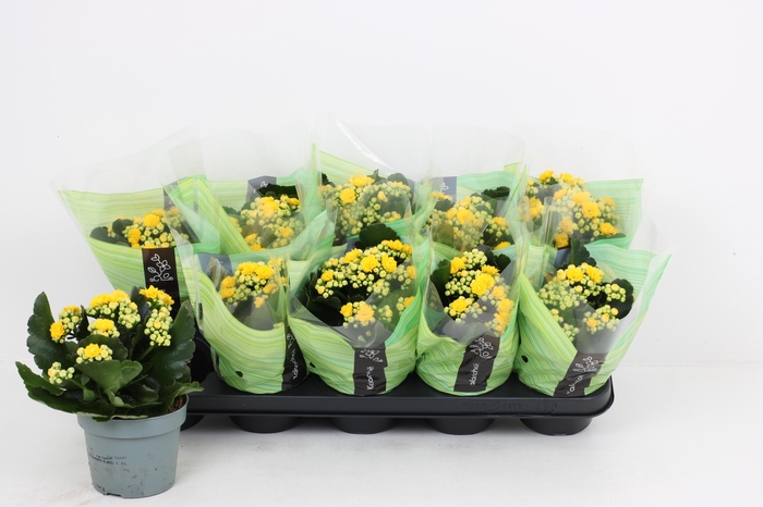 <h4>KAL GE LINDSAYQ3</h4>