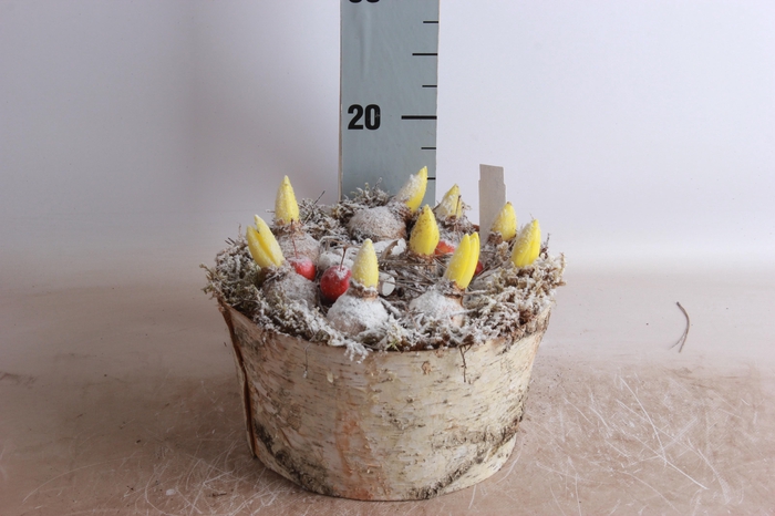 <h4>Arr Hyacinth</h4>