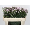Aster Baby Pink Pearl