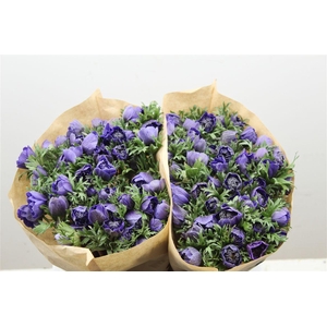 Anem Full Star Deep Blue