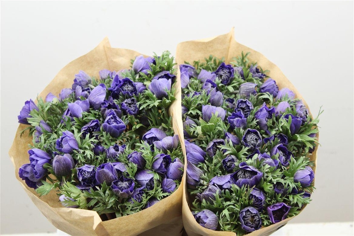 <h4>Anem Full Star Deep Blue</h4>